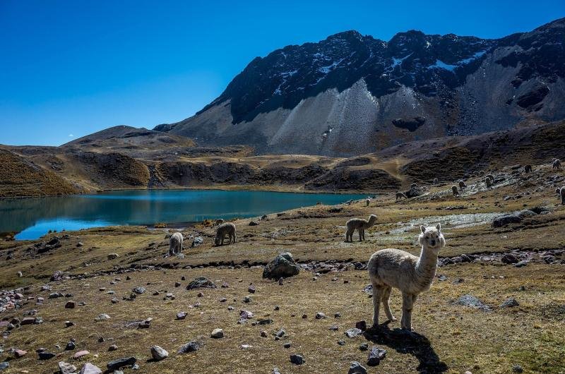 Alpacas grazing by a blue lake at the foot of Nevado Ausangate
