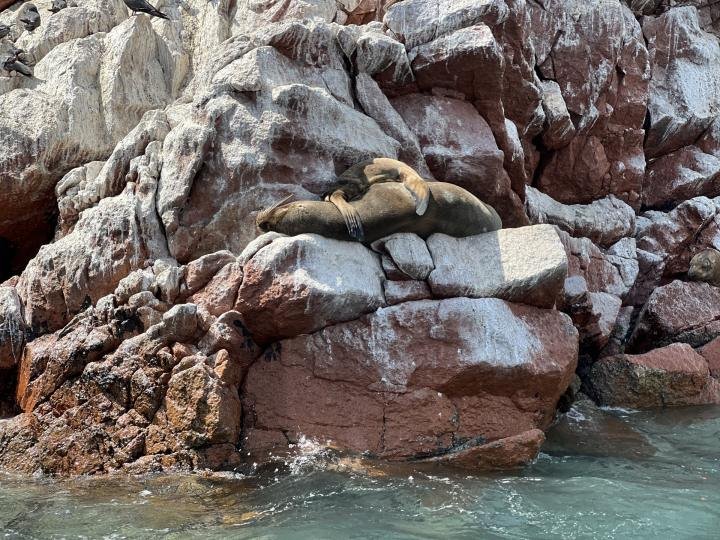 Sea lion resting on white guano-covered rocks off the Paracas peninsula