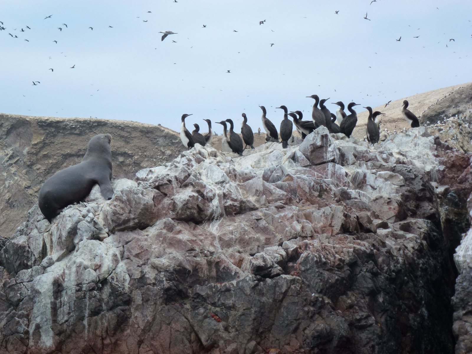 Sea lions on the rocks of the Ballestas Islands seen from a tour boat