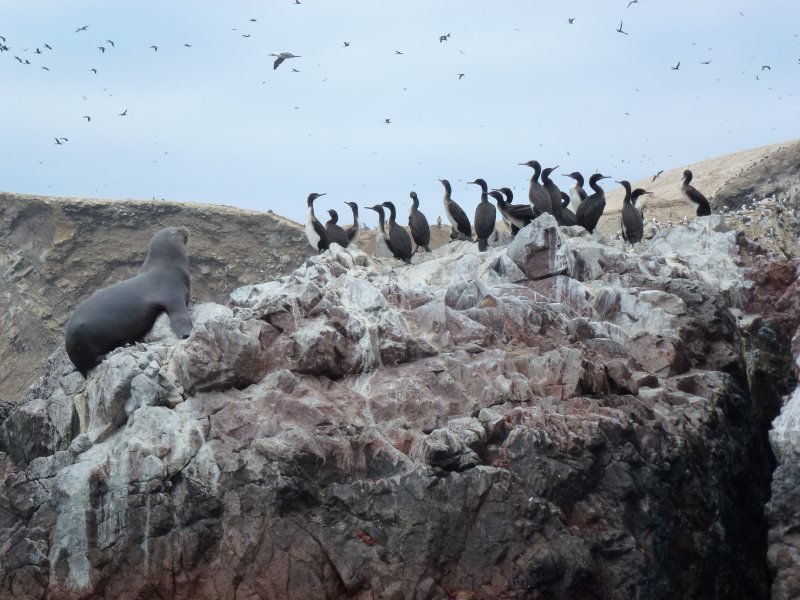 Sea lions on the rocks of the Ballestas Islands seen from a tour boat