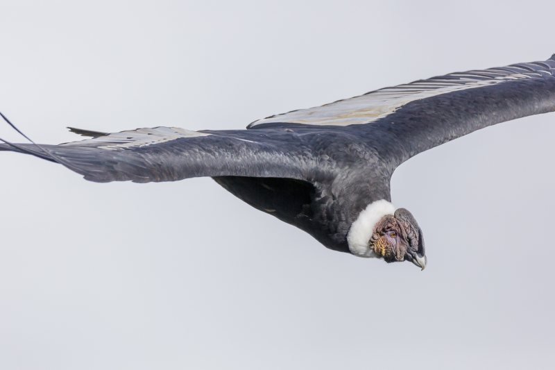 Andean condor gliding over the Colca Canyon