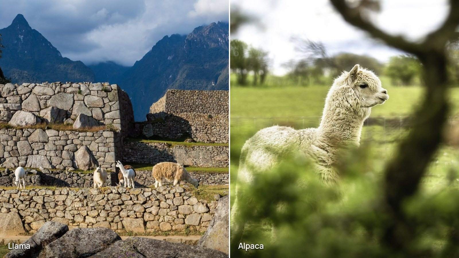 Llama vs alpaca Side by side: llamas grazing on the terraces of Machu Picchu on the left, and a woolly alpaca with a short face and pointed ears on the right