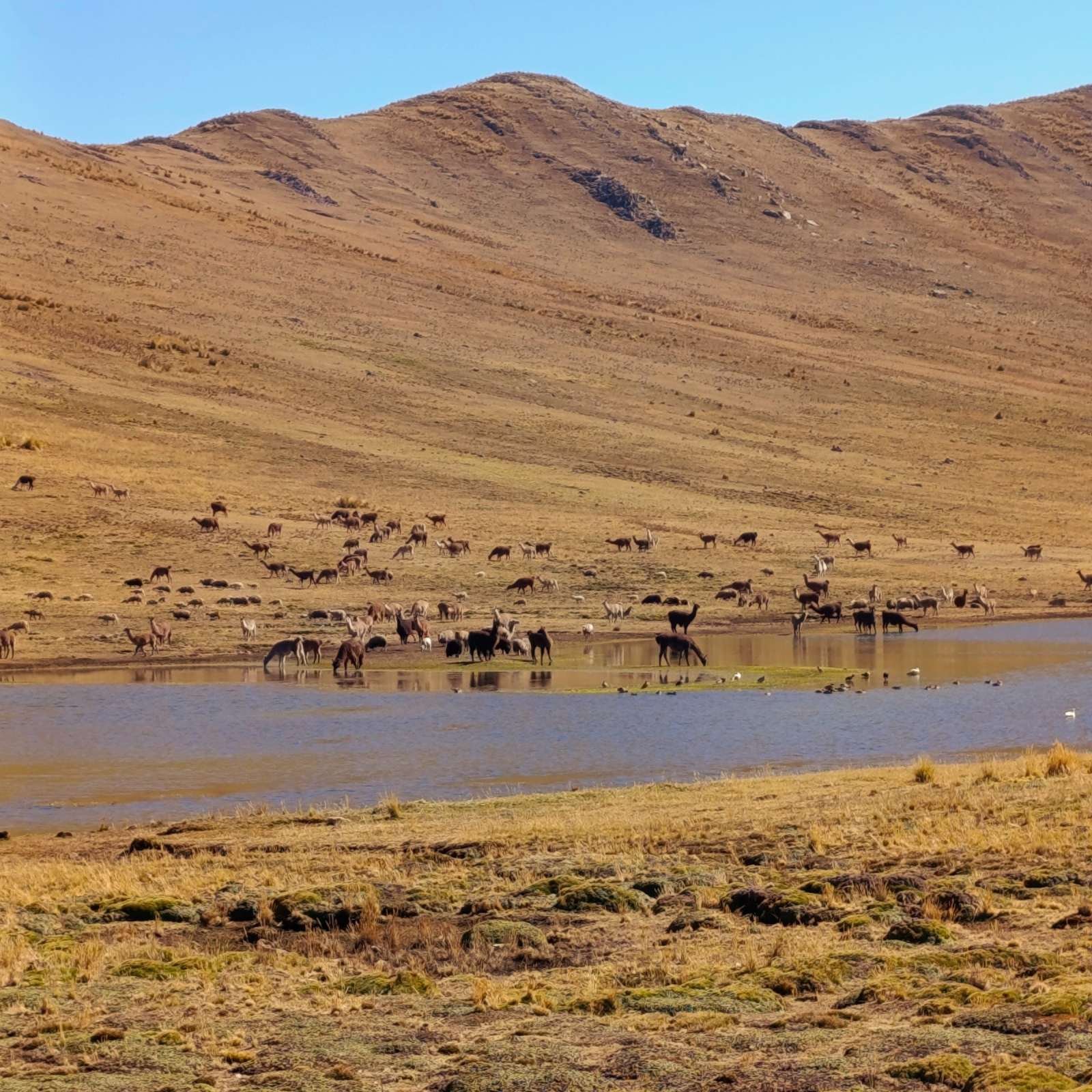Llamas grazing by a small lake on the high plateau trail from Tambomachay to Huchuy Qosqo