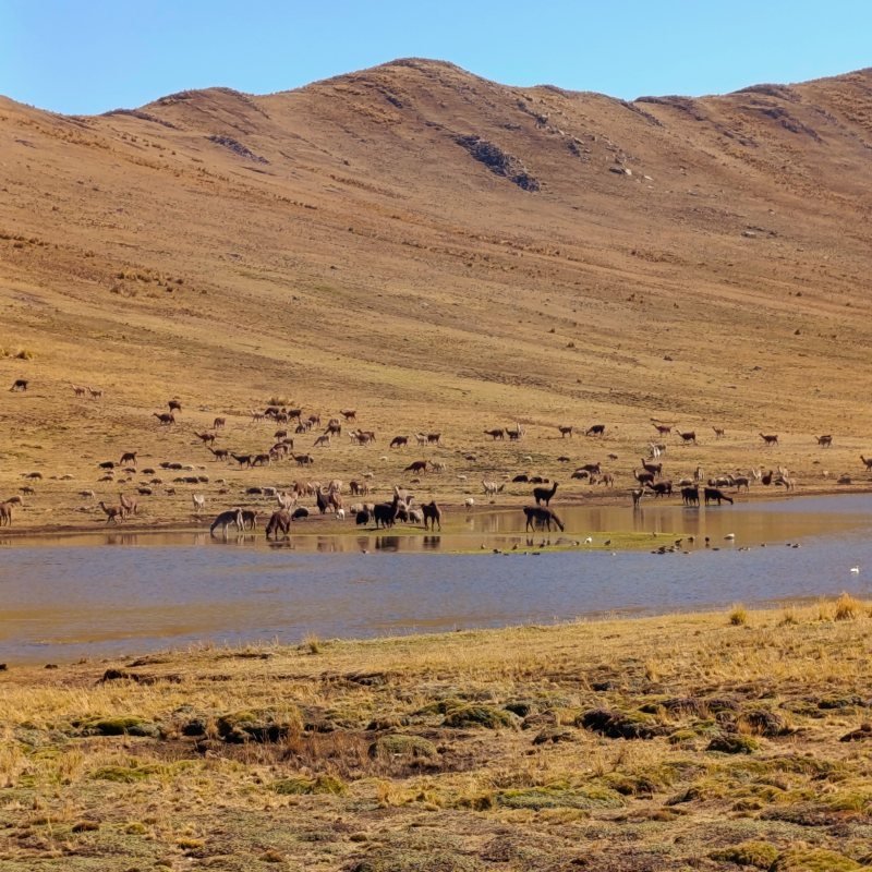Llamas grazing by a small lake on the high plateau trail from Tambomachay to Huchuy Qosqo