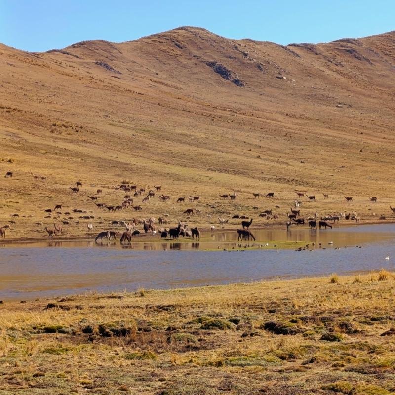 Plateau lake on the Huchuy Qosqo trail Llamas grazing by a small lake on the high plateau trail from Tambomachay to Huchuy Qosqo