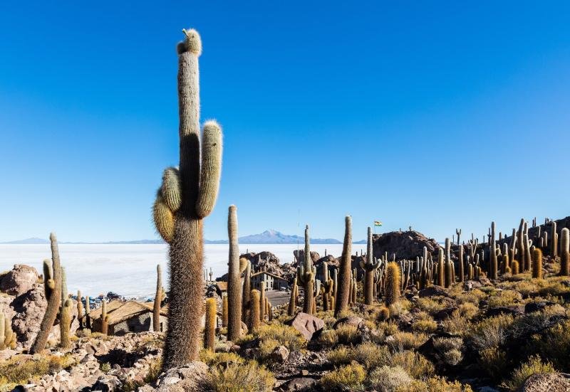 Giant cacti on Incahuasi island in the middle of the Salar de Uyuni
