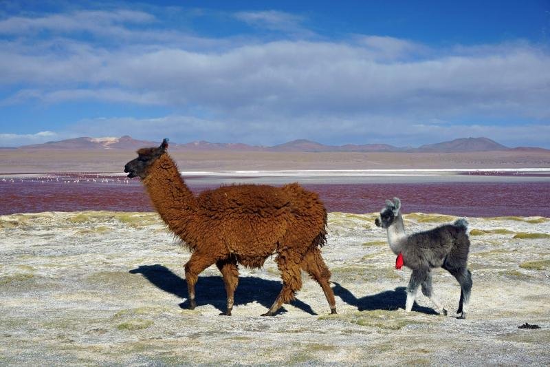 Llamas grazing on the shore of Laguna Colorada