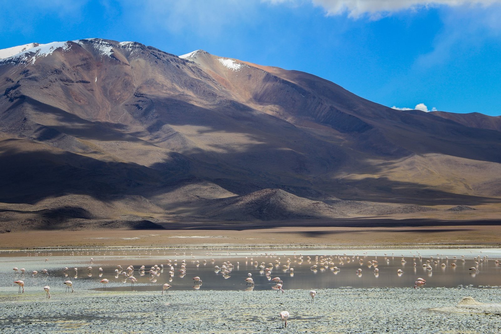 Flamingos feeding in Laguna Colorada below a brown volcano