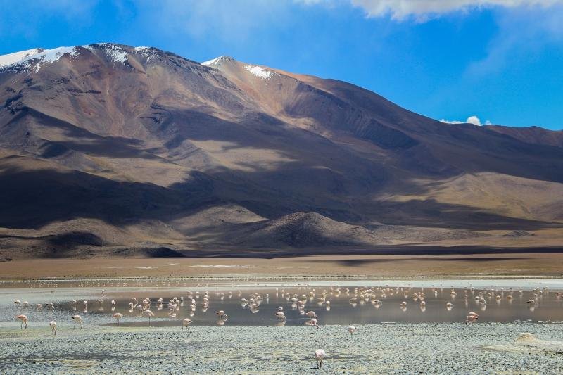 Laguna Colorada Flamingos feeding in Laguna Colorada below a brown volcano