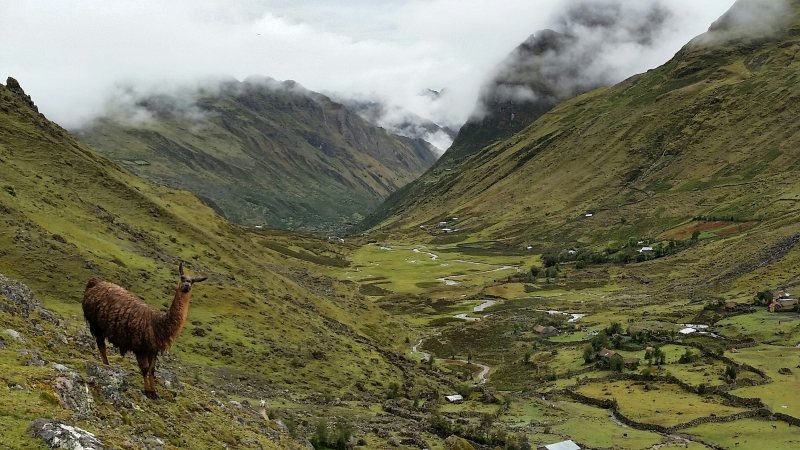 Llama on a slope above a green valley with villages on the Lares trek
