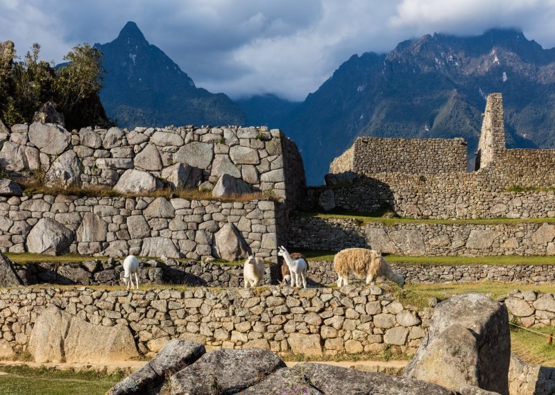 Llamas grazing on a terrace between the stone walls of Machu Picchu