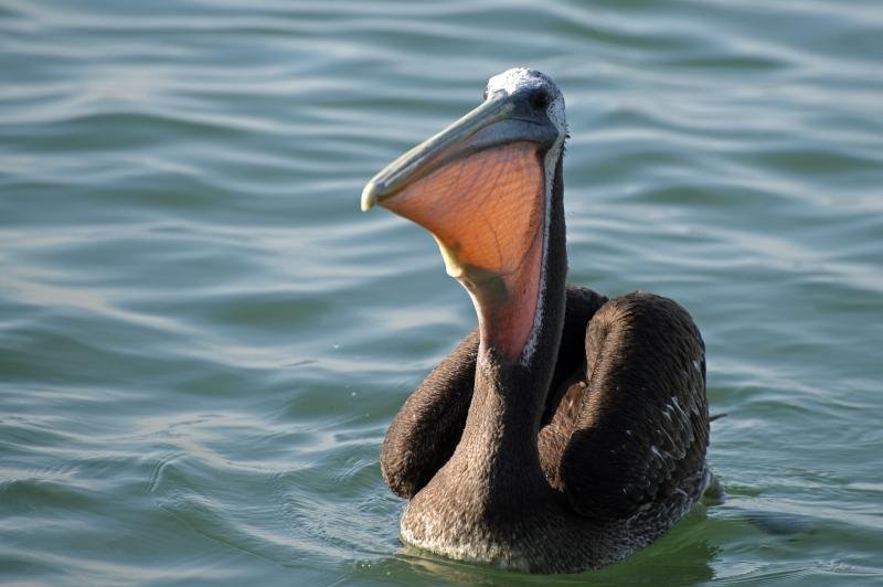 Peruvian pelican floating on the bay of Paracas
