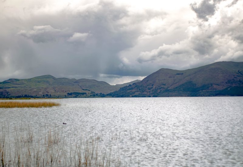 Lake Pomacanchi with reeds in the foreground and green hills under clouds