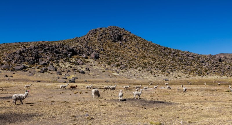 Camelids grazing on the high plains of the Salinas y Aguada Blanca reserve