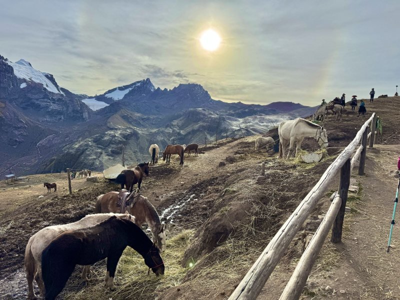 Horses resting by the fenced trail to Vinicunca with snow peaks behind